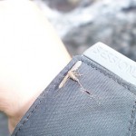 Mosquito On Sessions Jacket